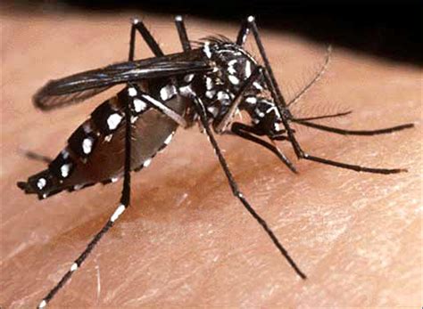 dengue mosquito flying height